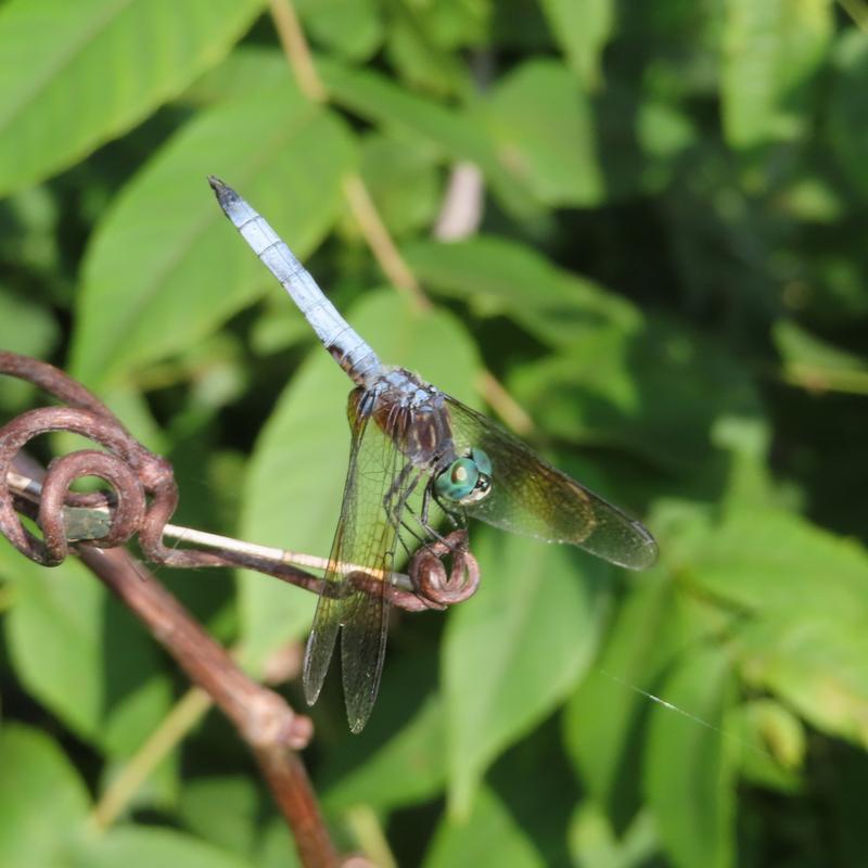 Photo of Blue Dasher