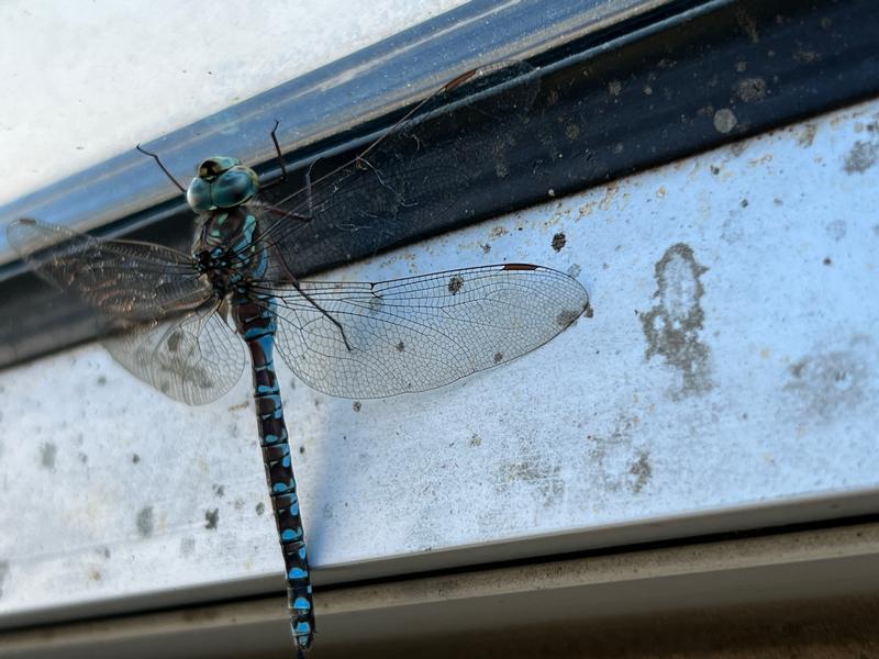 Photo of Canada Darner