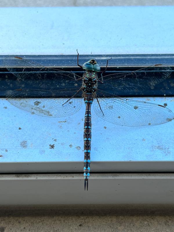 Photo of Canada Darner