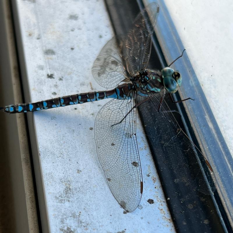 Photo of Canada Darner