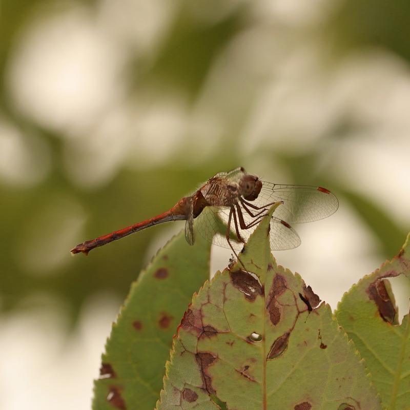 Photo of Autumn Meadowhawk