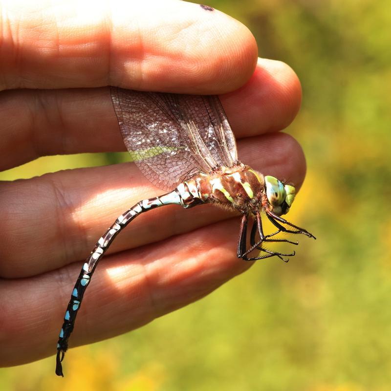 Photo of Lance-tipped Darner