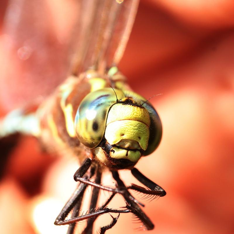 Photo of Lance-tipped Darner