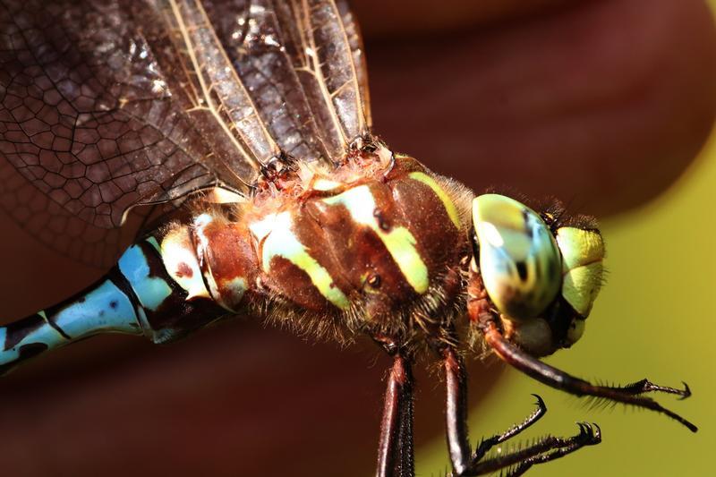 Photo of Lance-tipped Darner