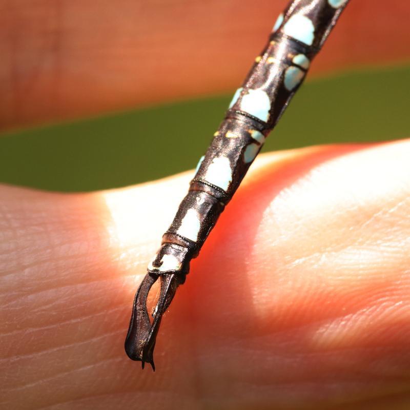 Photo of Lance-tipped Darner