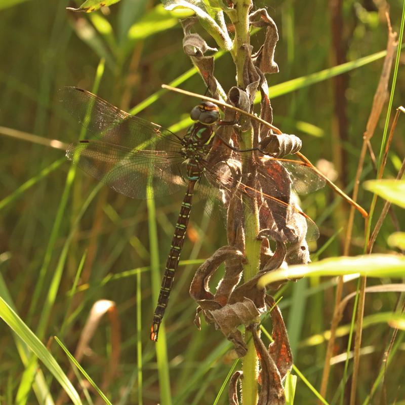 Photo of Shadow Darner