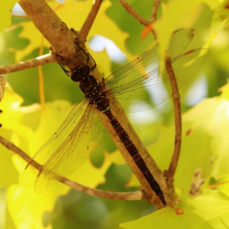 Photo of Shadow Darner