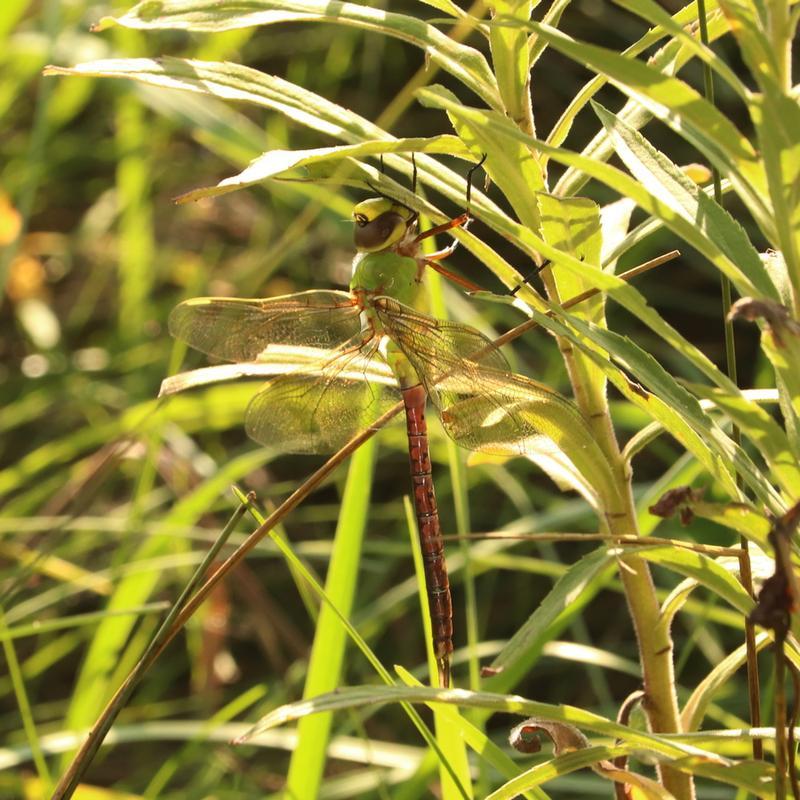 Photo of Common Green Darner