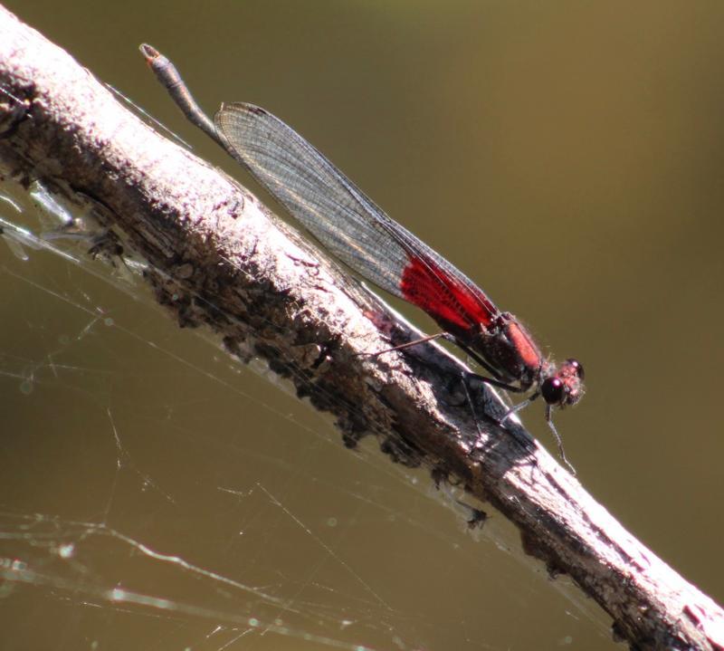 Photo of American Rubyspot