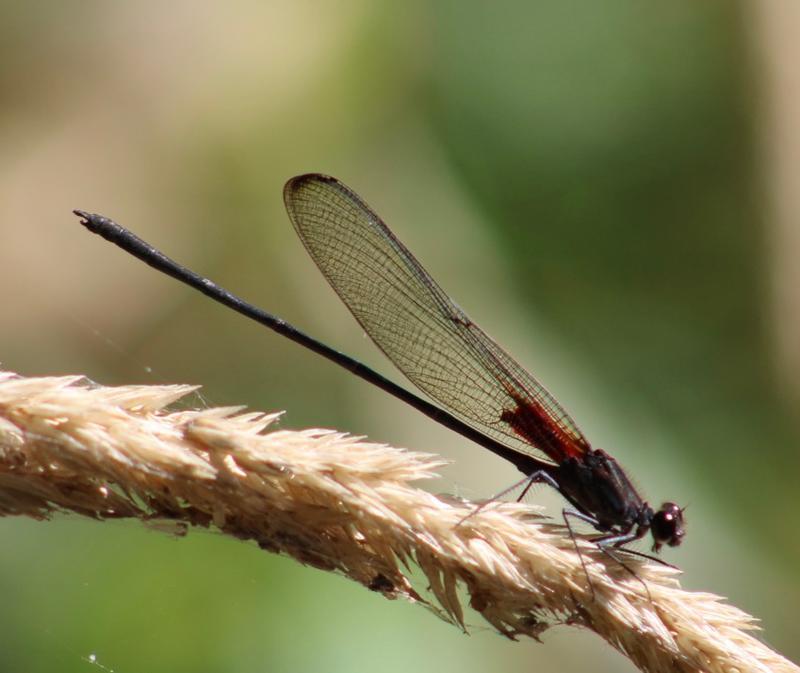 Photo of Smoky Rubyspot