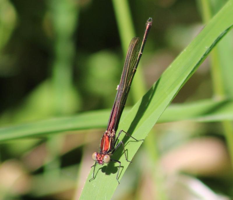 Photo of American Rubyspot