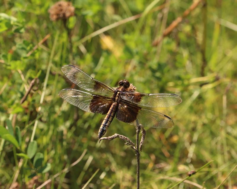 Photo of Widow Skimmer