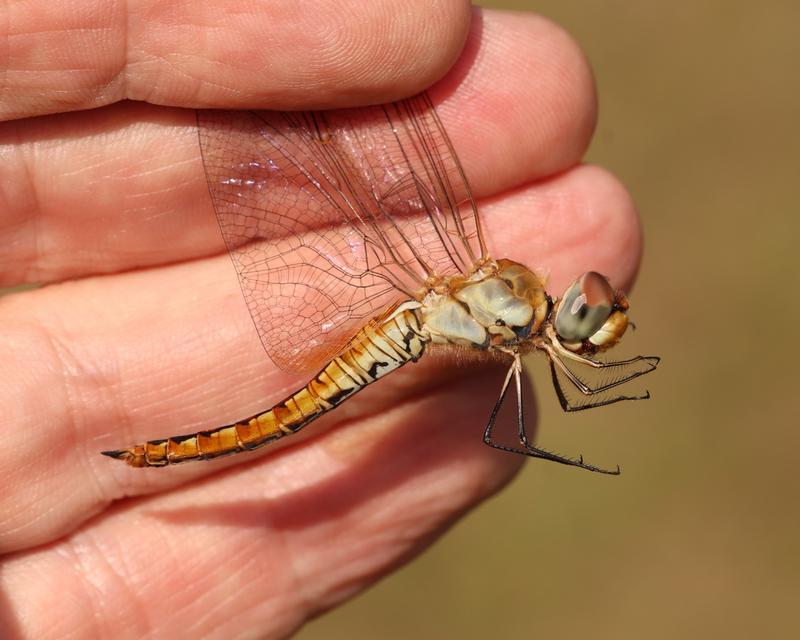 Photo of Wandering Glider