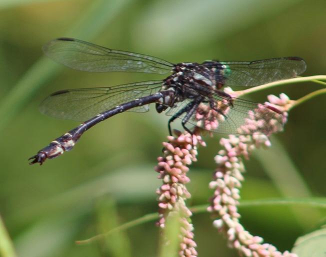 Photo of Arrow Clubtail