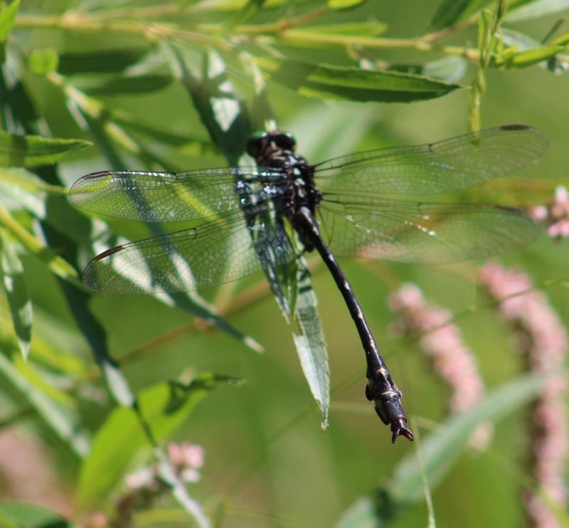 Photo of Arrow Clubtail