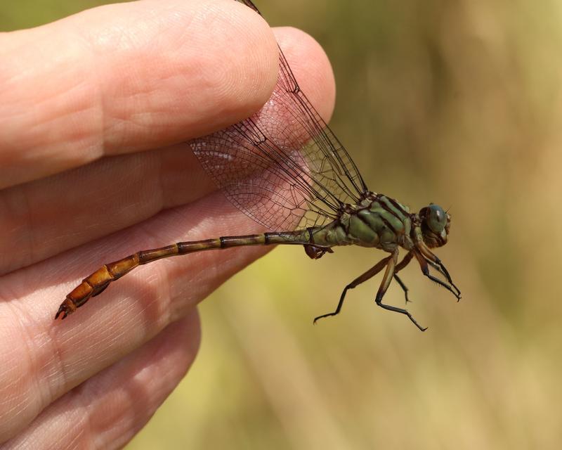 Photo of Russet-tipped Clubtail