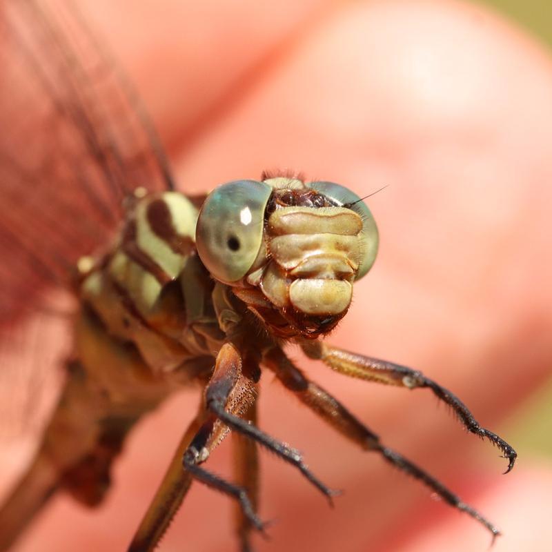 Photo of Russet-tipped Clubtail