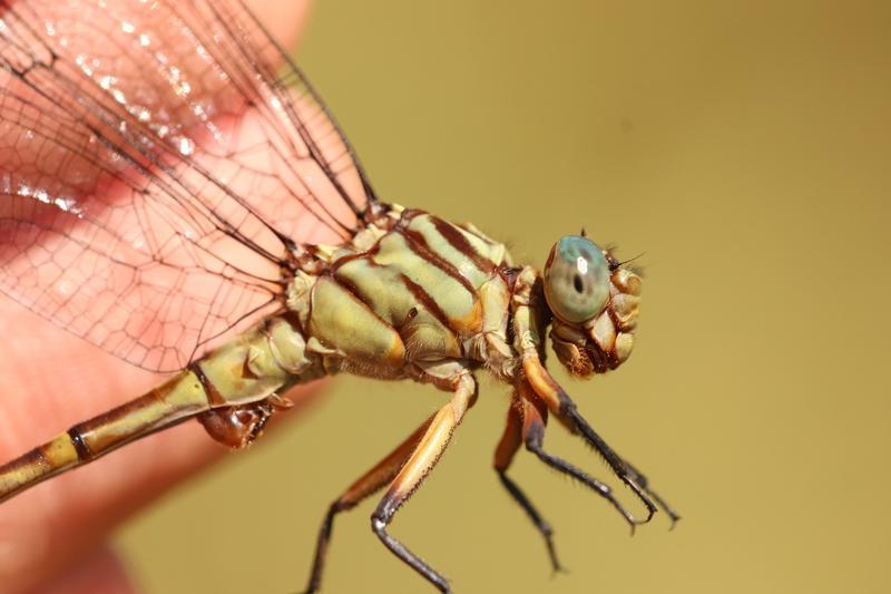 Photo of Russet-tipped Clubtail