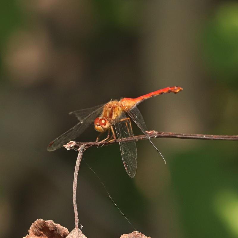 Photo of Autumn Meadowhawk