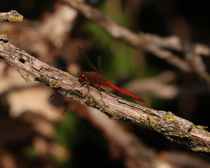 Photo of Autumn Meadowhawk