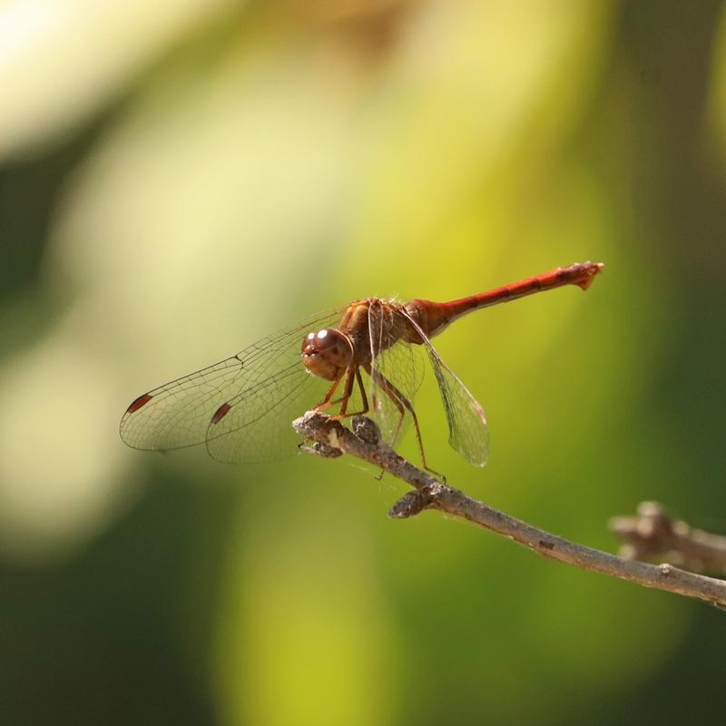 Photo of Autumn Meadowhawk