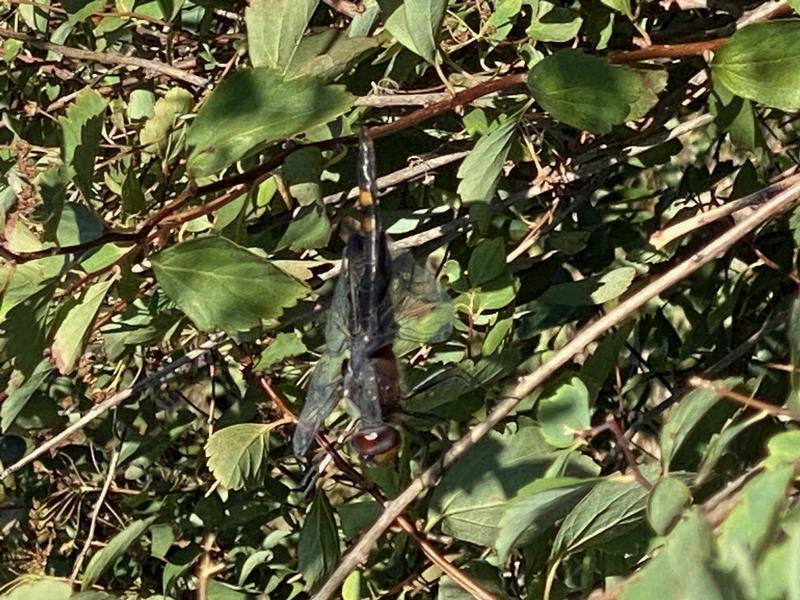 Photo of Black Saddlebags