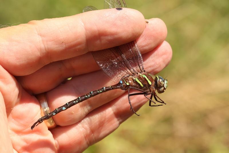 Photo of Shadow Darner