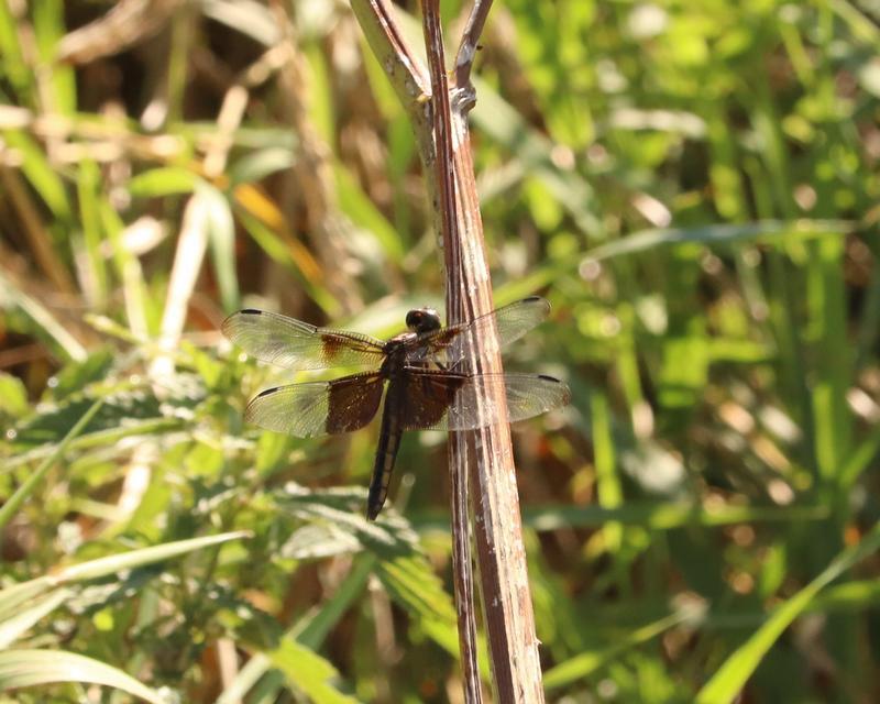 Photo of Widow Skimmer