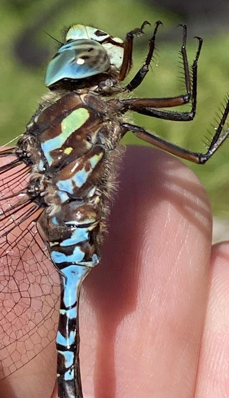 Photo of Canada Darner