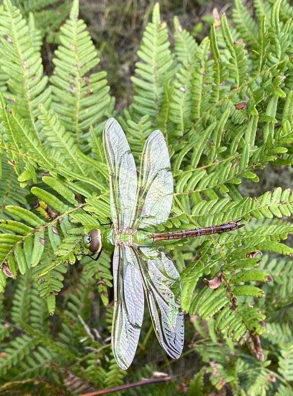 Photo of Common Green Darner