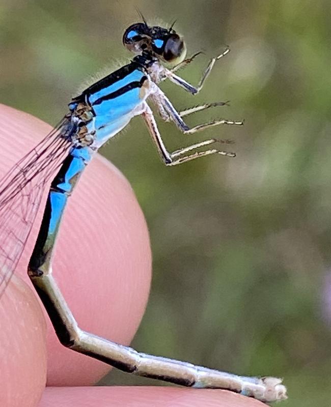 Photo of Azure Bluet