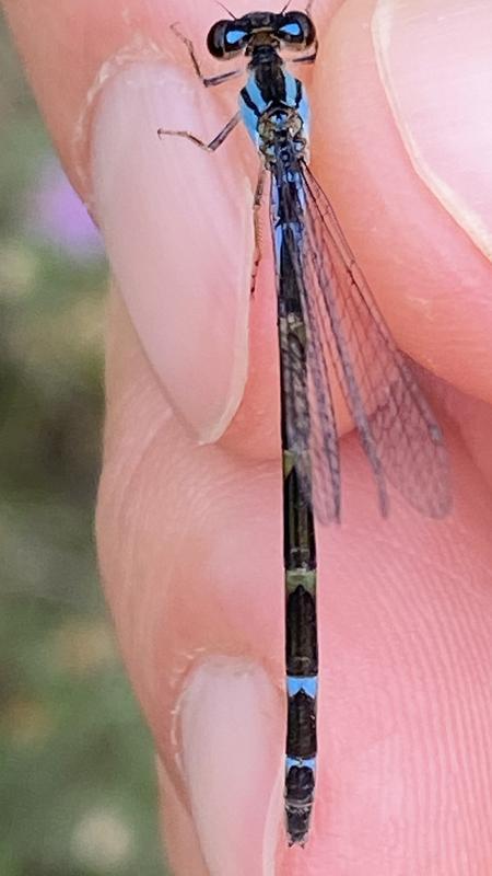 Photo of Azure Bluet