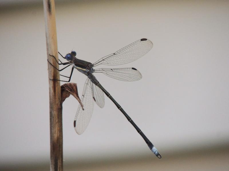 Photo of Great Spreadwing