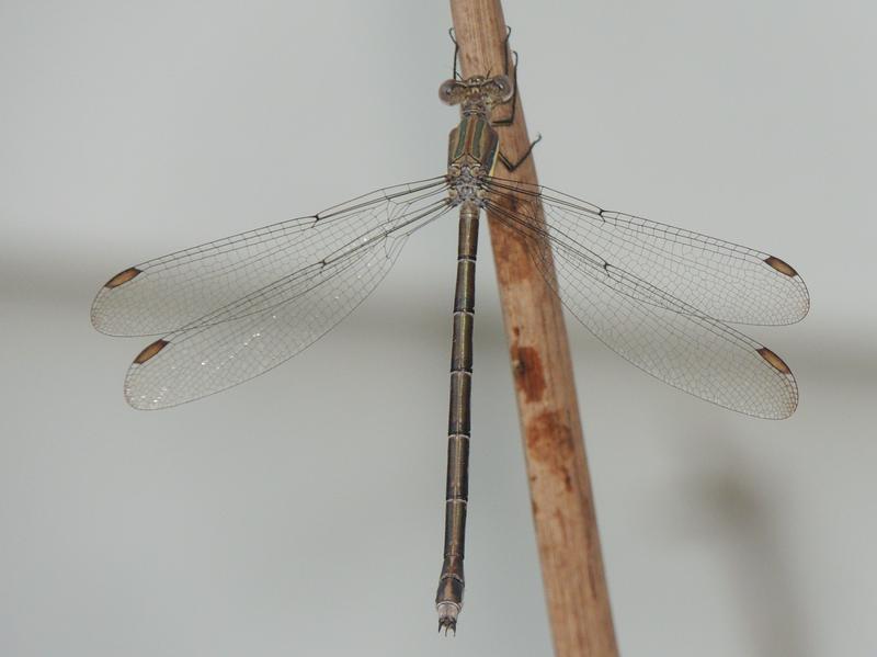 Photo of Great Spreadwing