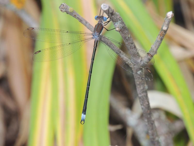 Photo of Great Spreadwing