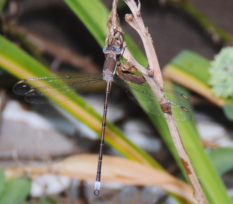 Photo of Great Spreadwing