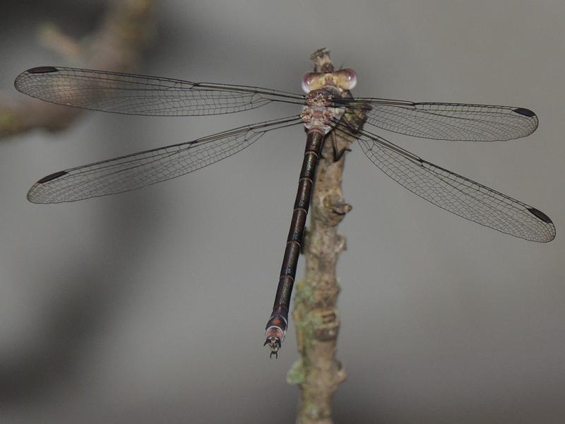 Photo of Great Spreadwing