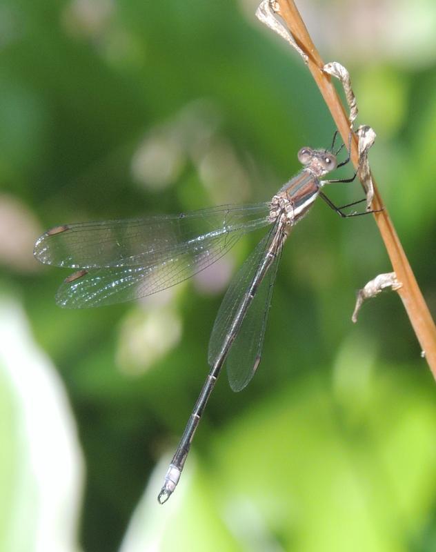 Photo of Great Spreadwing