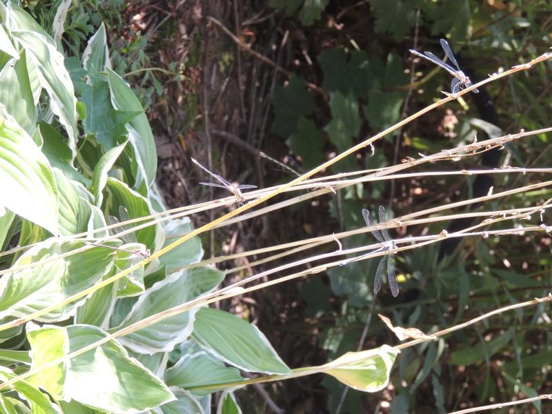 Photo of Great Spreadwing