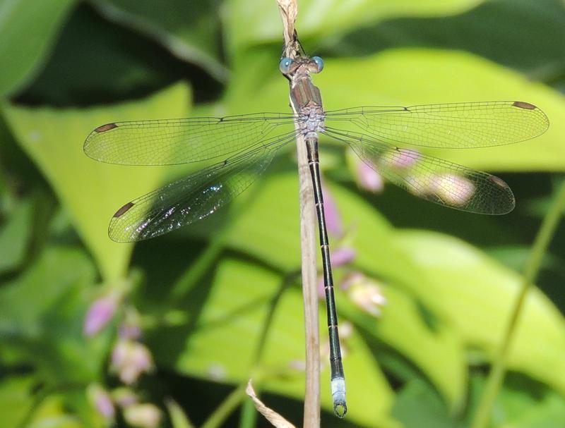 Photo of Great Spreadwing