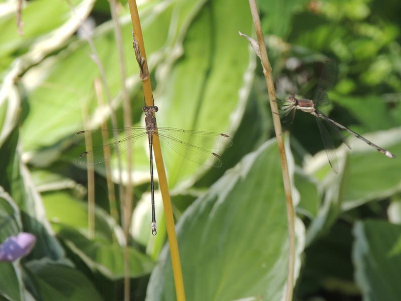 Photo of Great Spreadwing