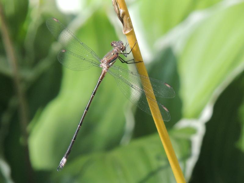 Photo of Great Spreadwing