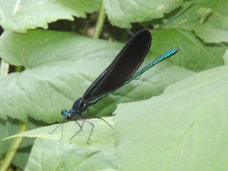 Photo of Ebony Jewelwing