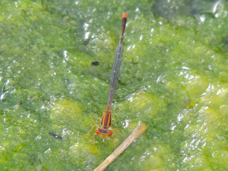 Photo of Orange Bluet