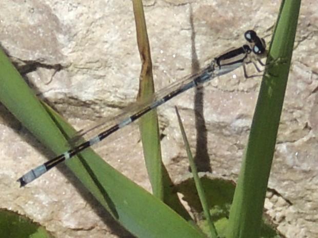 Photo of Tule Bluet