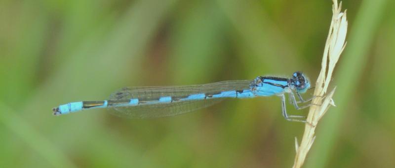 Photo of Tule Bluet