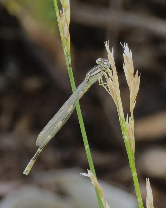 Photo of Tule Bluet