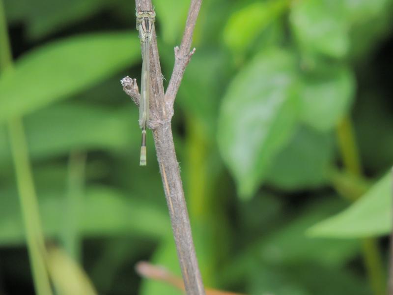 Photo of Tule Bluet