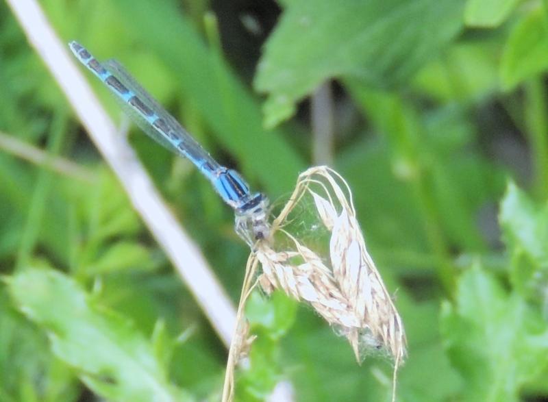 Photo of Tule Bluet