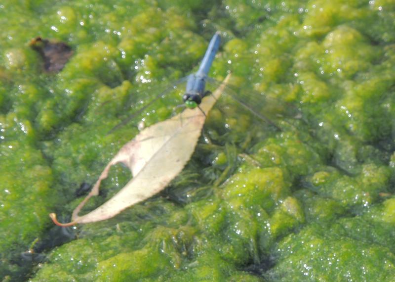 Photo of Eastern Pondhawk